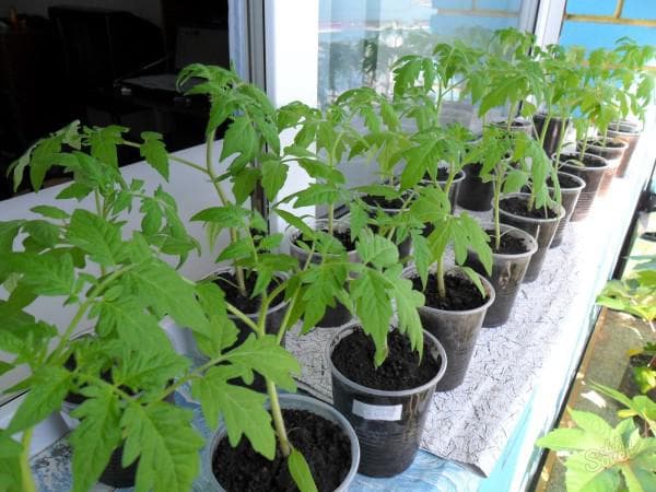Интересный способ выращивания рассады томатов без земли
