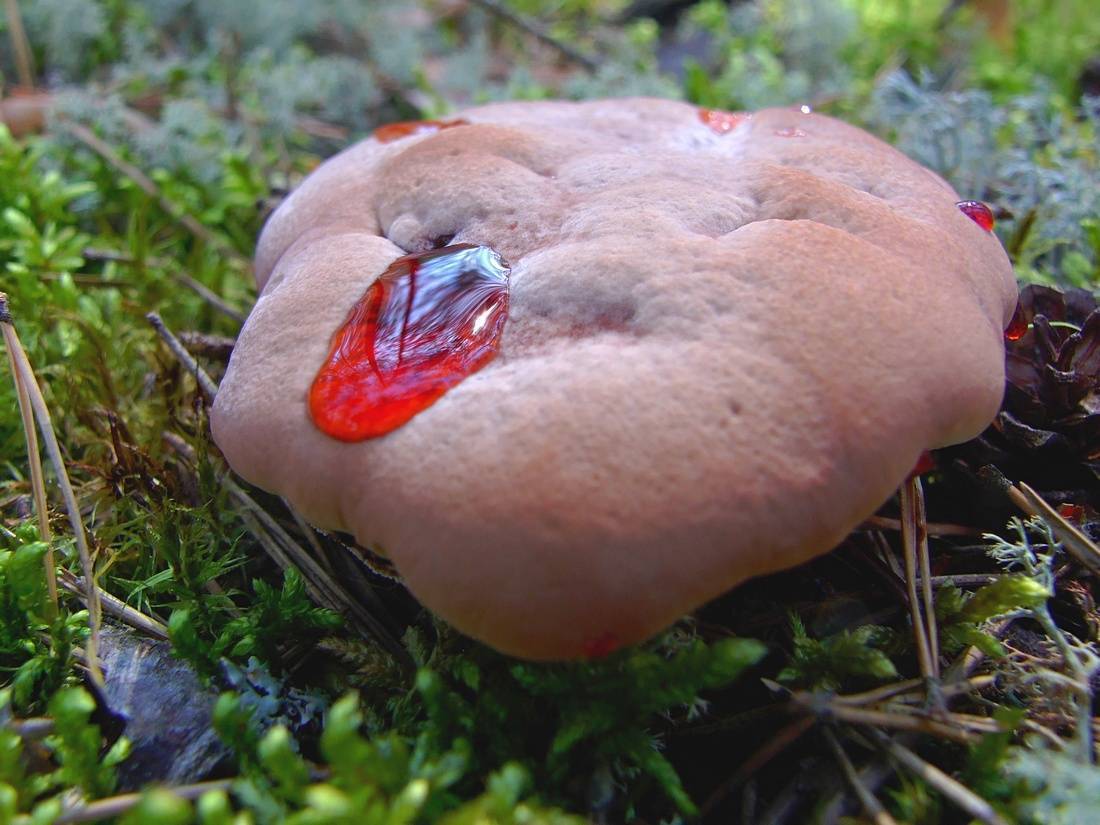 Кровавый зуб: необычный представитель грибного царства