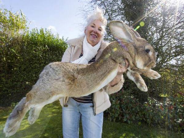 Самый большой и самый маленький кролик в мире