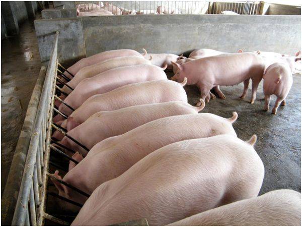 Всё об искусственном осеменении свиней. техника и виды оплодотворения