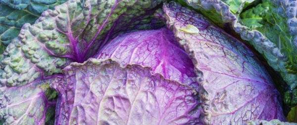 У капусты фиолетовые листья: почему и что делать, чем удобрить