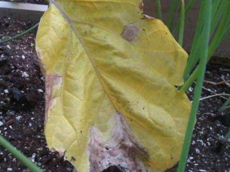 Баклажаны: желтеют листья в теплице, что делать, если они болеют и плоды бледные, опадают цветы, почему так происходит