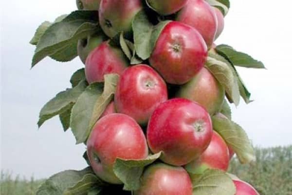 Колоновидные яблони: описание и характеристика сорта, в том числе в сибири + фото и отзывы