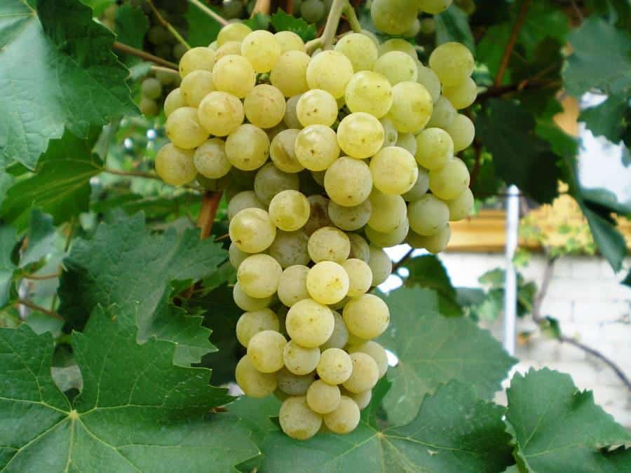 Виноград рута описание сорта, характеристика, уход и выращивание