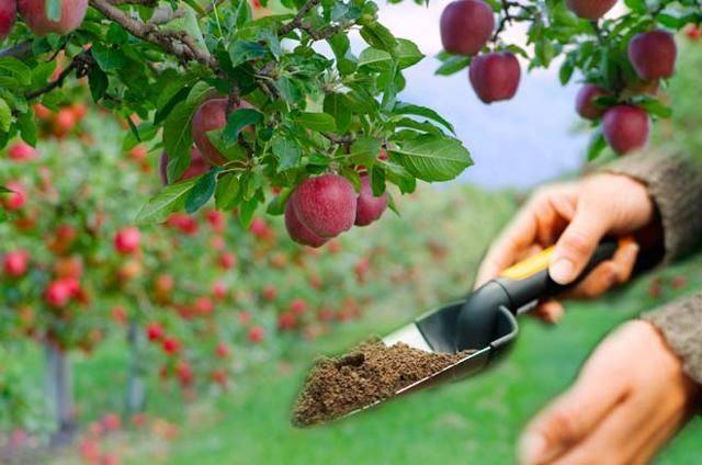 Подкормка яблонь и груш весной минеральными и органическими удобрениями