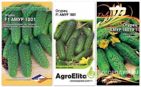 Огурец амур f1: отзывы, описание, фото, семена