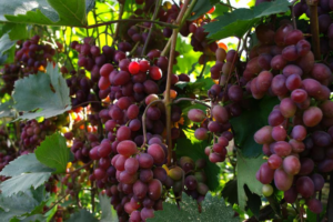 Виноград "ягуар": описание сорта, фото, отзывы