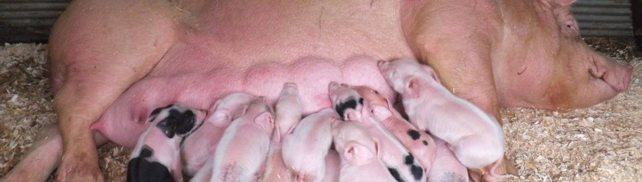 Опорос вьетнамских свиней первый раз: признаки и уход в домашних условиях