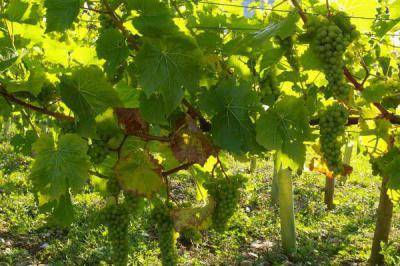 Описание плодового винограда сорта солярис и его характеристики, плюсы и минусы