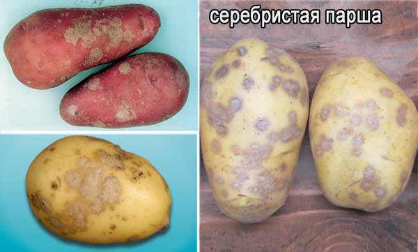 Парша на картофеле: как лечить землю, описание ризоктониоза, фото обыкновенной и порошистой, как избавиться, методы борьбы с болезнью и препараты