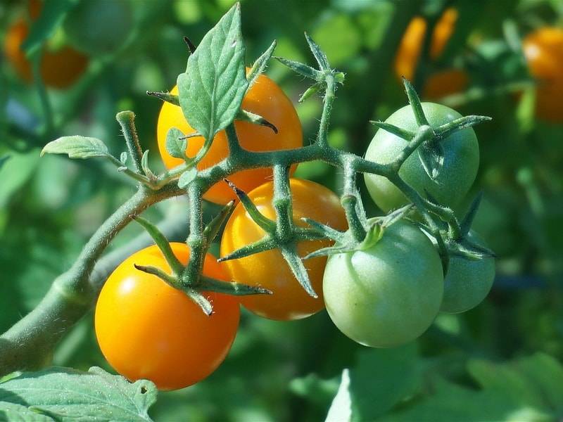 Как ускорить созревание помидор в теплице народными средствами