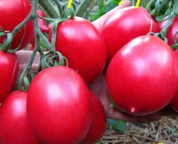 Ещё один рекомендованный для теплиц сорт томата «гордость сибири» и его подробное описание