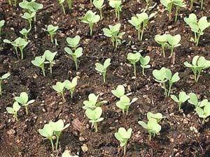 Посадка баклажан рассадой в открытый грунт: когда и как правильно сажать овощ