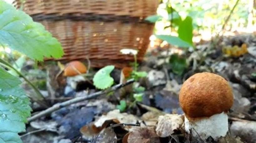 Какие грибы растут в наро-фоминском районе