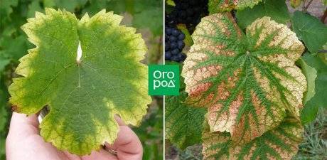 Причины пожелтения и усыхания листьев винограда, способы лечения