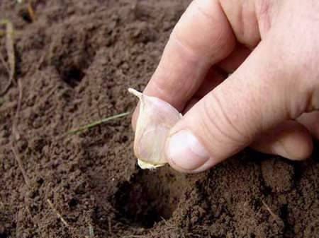 Выращивание и уход за чесноком в открытом грунте: яровой и озимый, правила посадки, полива и ухода