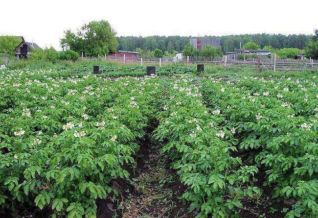 Внекорневая подкормка картофеля после всходов и во время цветения: как и чем удобрять