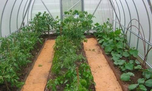 Правила посадки и выращивания перца и помидоров в одной теплице