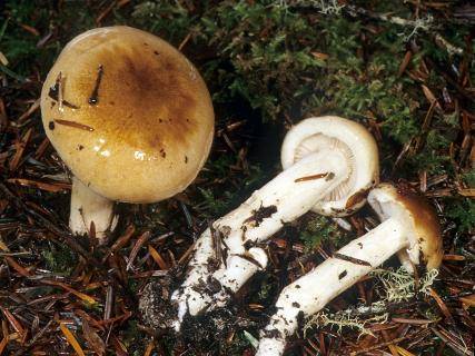 Гигрофор желтовато-белый (hygrophorus eburneus) –  грибы сибири