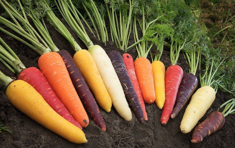 Морковь тушон: отзывы, описание сорта, фото