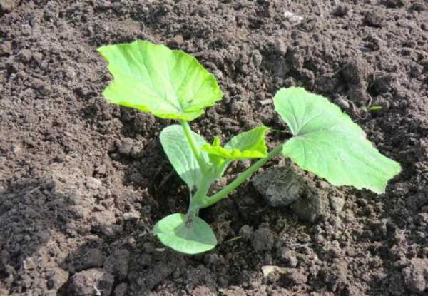 Как быстро прорастить семена тыквы