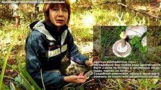 Ложный шампиньон: фото и описание, как отличить от лесного двойника