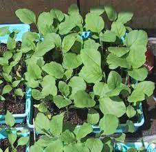 Как вырастить баклажаны в теплице? выращивание и пикировка баклажан после всходов