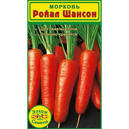 Морковь самсон: фото, описание и характеристика сорта, история происхождения, преимущества, недостатки и правила выращивания, урожайность