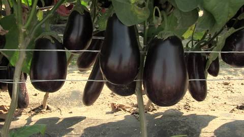 Баклажаны сорта «черный красавец»: описание и рекомендации по выращиванию