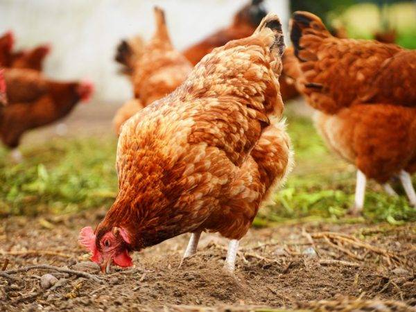 Как курица откладывает яйца: как их несет, откуда они появляются