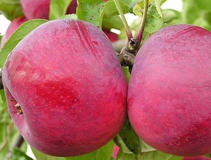 Яблони для сибири  — обзор сортов