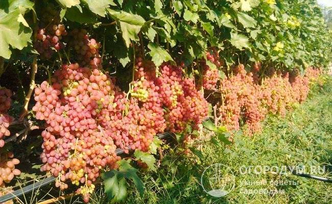 Сорт винограда кишмиш лучистый, описание сорта с характеристикой и отзывами, а также особенности посадки и выращивания, фото