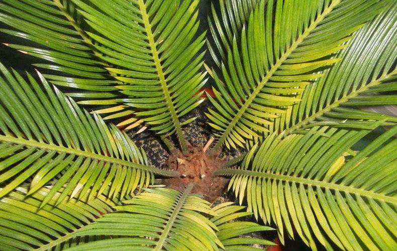 Цикас: как ухаживать за саговой пальмой
