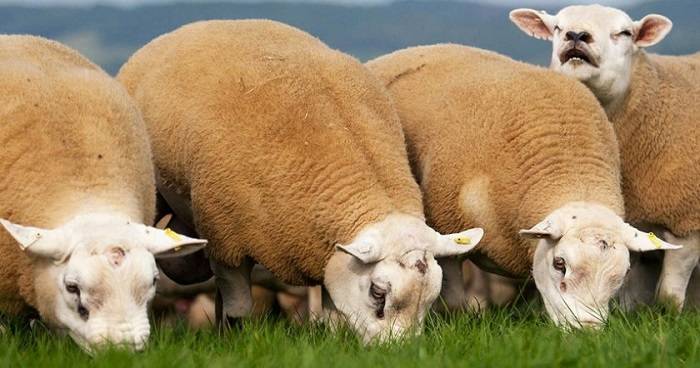 Все об овцах породы тексель
