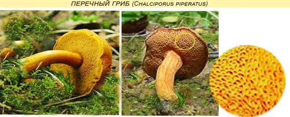 Перечный гриб: ядовитый или нет