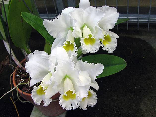 Первая королева среди королев: выращиваем орхидею каттлея у себя дома