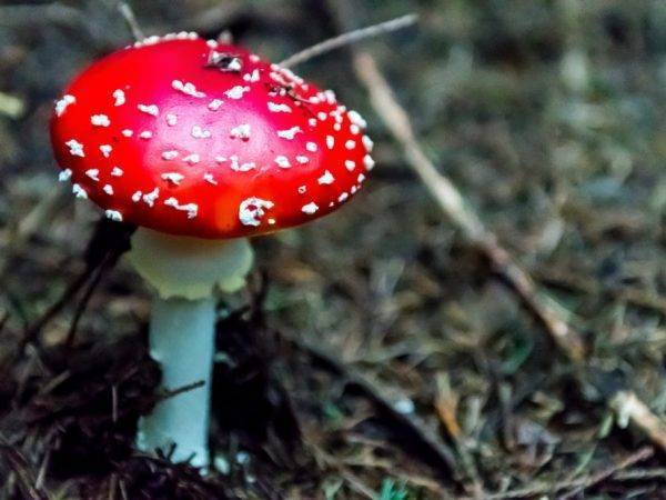 Грибы свердловской области 2021: когда и где собирать, сезоны и грибные места