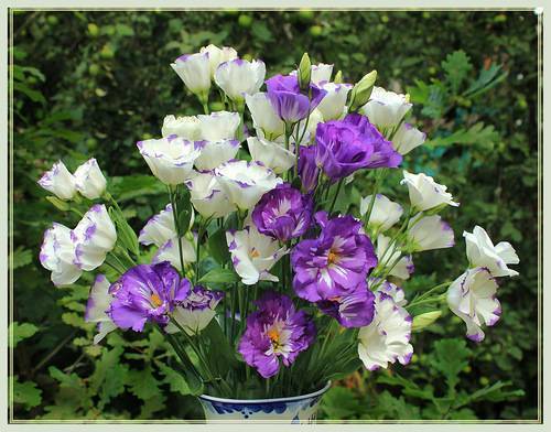 Цветок «Лизиантус»: выращивание из семян, посадка и уход + фото