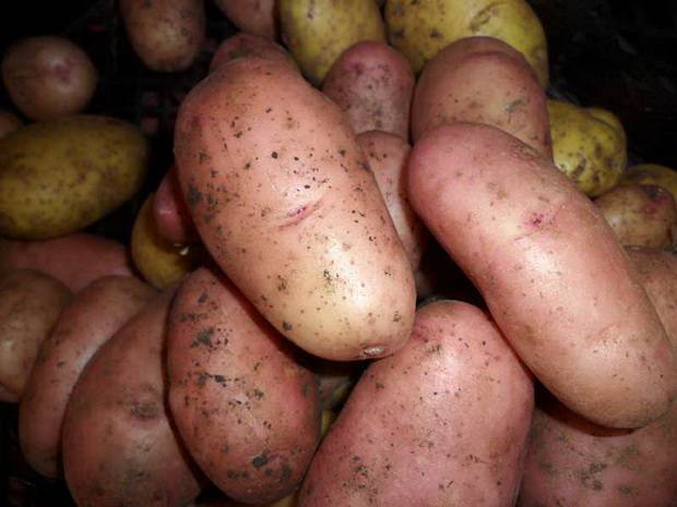 Картофель манифест: описание сорта, качества, урожайность