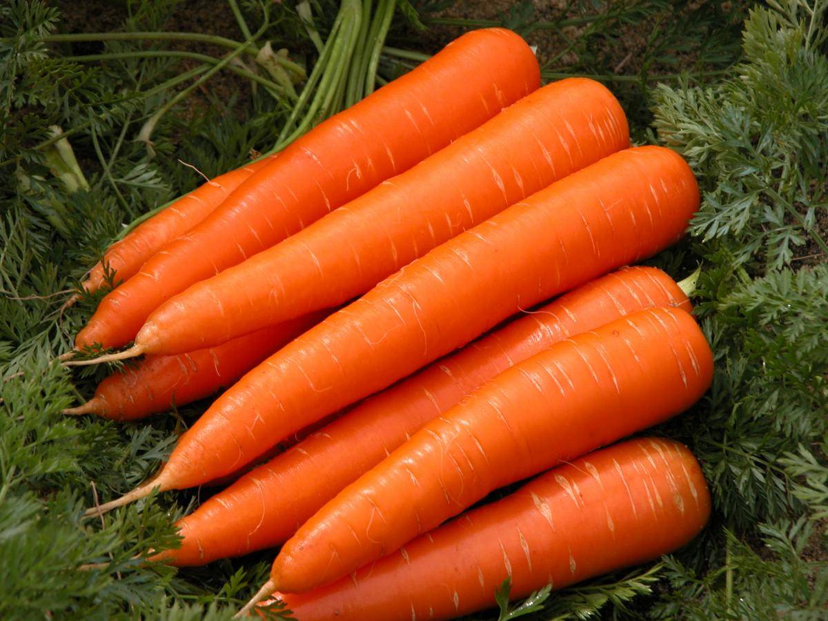 Посадка моркови под зиму. преимущества, сорта моркови, сроки посадки