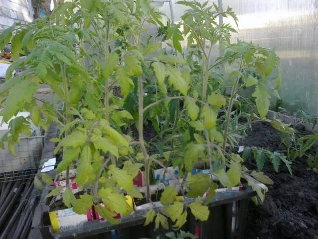 Как и когда проводить закаливание рассады томатов перед посадкой: в домашних условиях на балконе, холодильнике и других местах