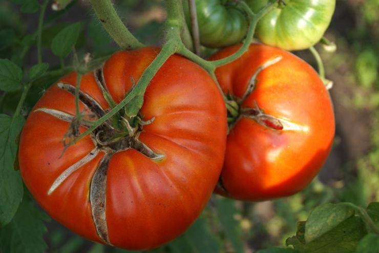Нашатырный спирт для томатов: как правильно подкормить
