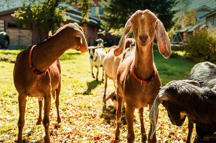 Нубийские козы – особенности содержания и ухода, правила кормления, примеры интересных кличек