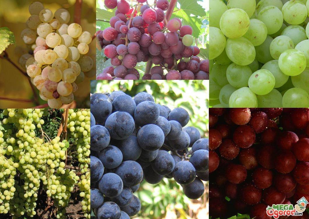 Морозостойкие сорта винограда винного и столового сладкого: какие неукрывные