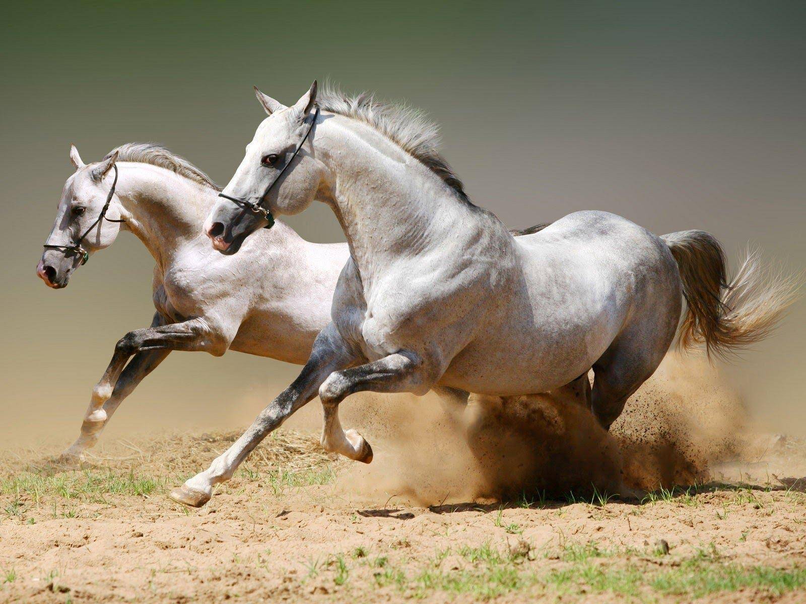 Сколько живут лошади в диких и домашних условиях — что влияет, как определить