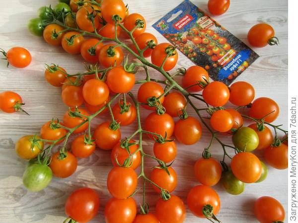 Лучшие сорта оранжевых томатов: солнечное удовольствие для детей и взрослых