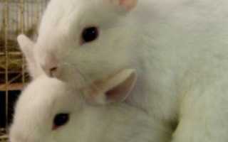 Гнездо крольчихи: почему не делает, когда рвет пух