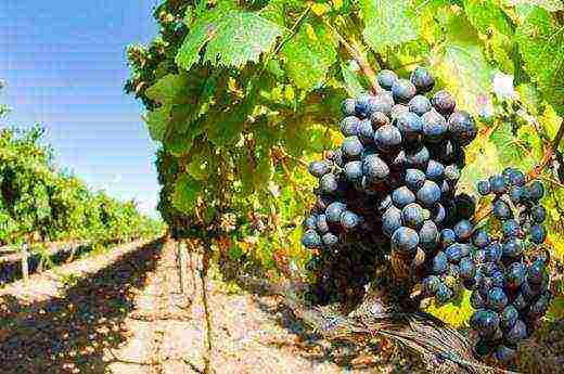 Как правильно посадить виноград в холодных регионах на supersadovnik.ru