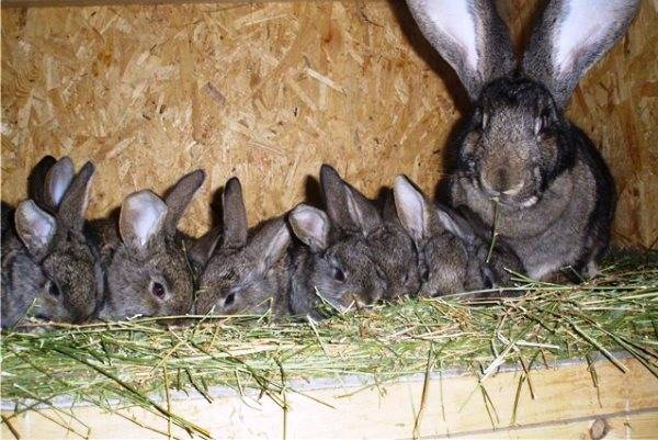 Сколько длится беременность у кроликов: признаки, срок окрола