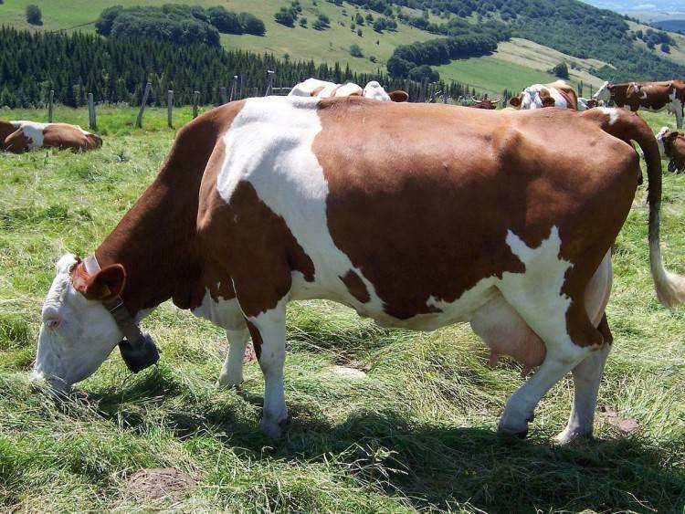 Породы коров (78 фото): характеристика черно-пестрой и белой, рыжей и костромской пород, шароле и шведской, монбельярд и галловейской